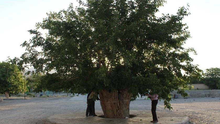 Die alten Bäume von Bavanat, eine Ausstellung der Pracht der iranischen Natur.