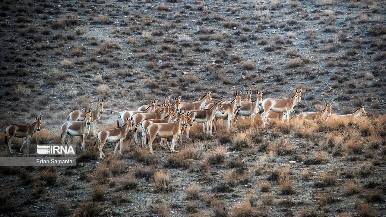 Bahram Gore-Schutzgebiet, der Lebensraum der vom Aussterben bedrohten Art des iranischen Zebras